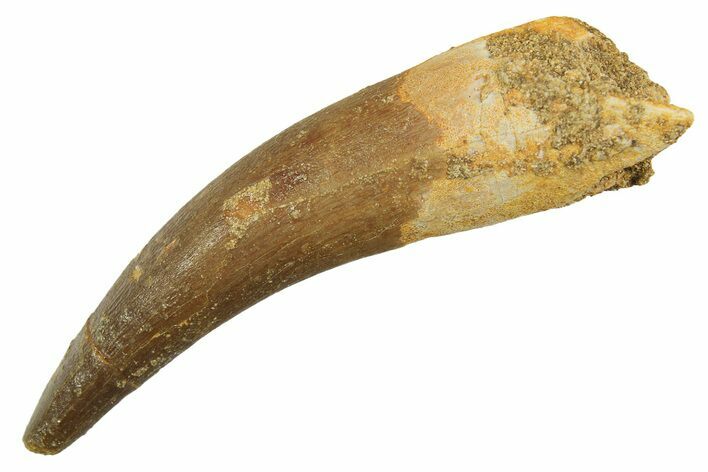 Fossil Plesiosaur (Zarafasaura) Tooth - Morocco #298320